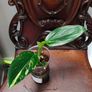 Monstera Standleyana Aurea Variegated Image 4