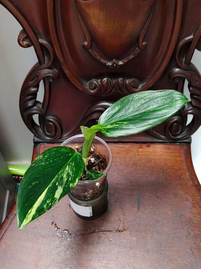 Monstera Standleyana Aurea Variegated