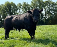 Aberdeen Angus Bulls