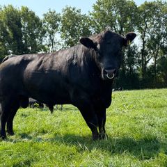 Aberdeen Angus Bulls