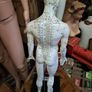 Anatomical Male Mannequin Image 3