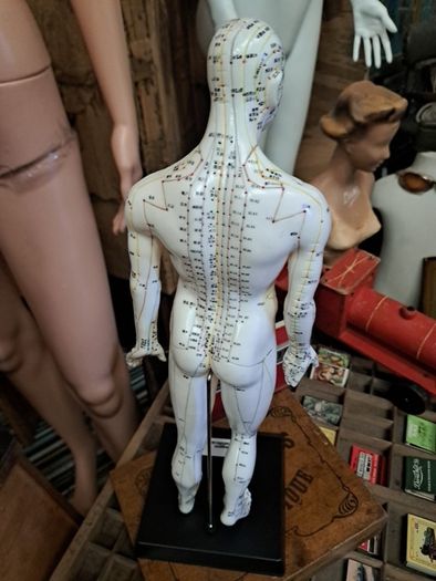 Anatomical Male Mannequin