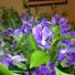 Iris18