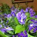 Iris18