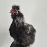 3 Purebred Silkie Cockerels Image 6
