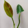No.2 Philodendron Subhastatum Variegated Image 7