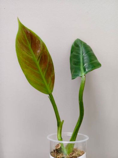 No.2 Philodendron Subhastatum Variegated