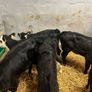 Calfs Image 6