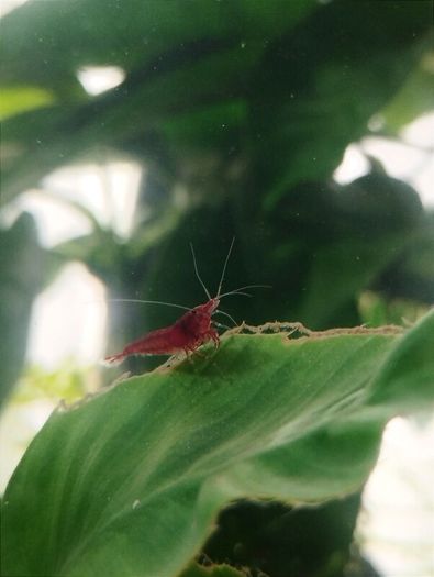 Dwarf shrimps for fish tank