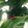 small shrimps for aquariums Image 3