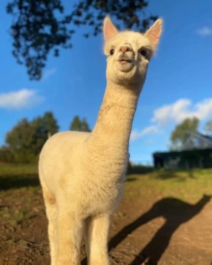 Alpaca's - Ballymac Alpaca