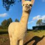 Alpaca's - Ballymac Alpaca Image 8