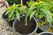 Nectarin dwarf tree plant
