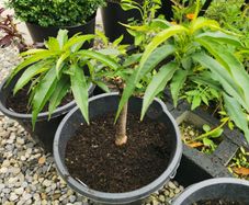 Nectarin dwarf tree plant