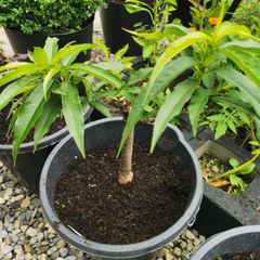 Nectarin dwarf tree plant
