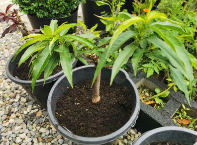 Nectarin dwarf tree plant