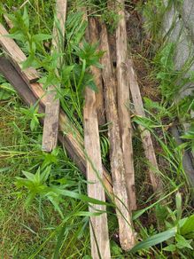 timber