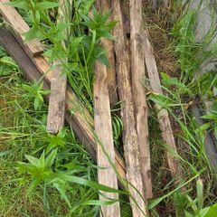 timber