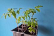 Tomato Plants organic