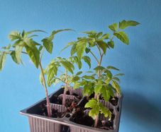 Tomato Plants organic