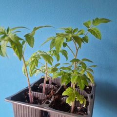 Tomato Plants organic