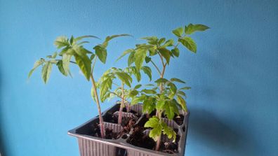 Tomato Plants organic