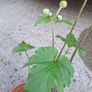 White Japanese Anemone Image 4