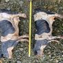 Pair Cast Iron Cow Figurines Rustic Big Size Farm Animal Image 10