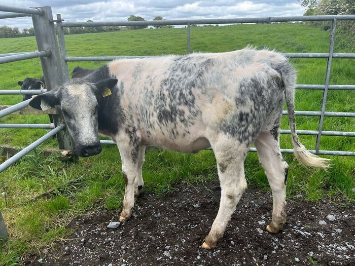 Heifers