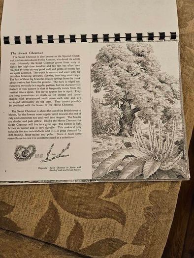 29 ink drawings of various tree species by artist S. R. Badmin. It's in binder form with 29 description of each of the  trees. See photos for same.