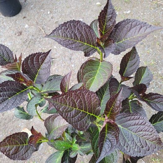 mature plant bundle