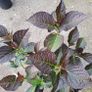 mature plant bundle Image 5