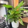 White lilies plants Image 3