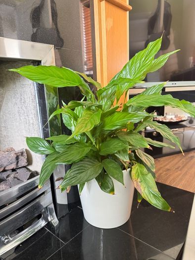 White lilies plants