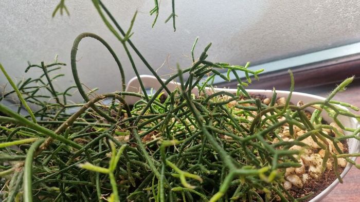 Rhipsalis heteroclada  flowers