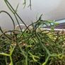 Rhipsalis heteroclada  flowers Image 4
