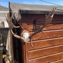 Deer Image 9
