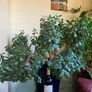 Jade Plant Image 2