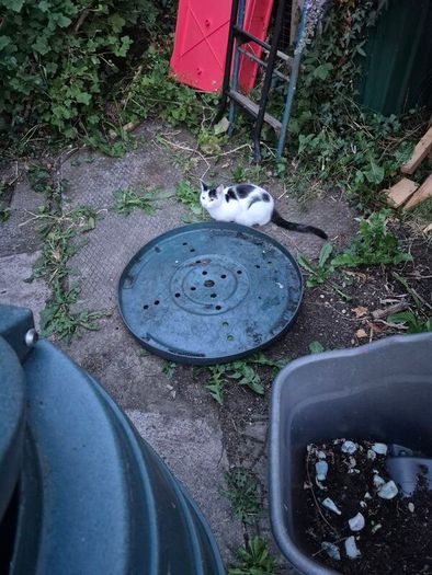compost bin Free