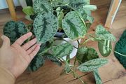 Scindapsus Trebie