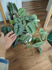 Scindapsus Trebie