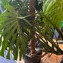 Large Monstera Swiss Cheese Plant Image 2