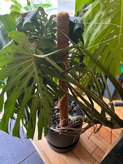 Large Monstera Swiss Cheese Plant
