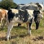 Farming Image 6