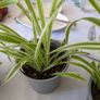 plant spider plant Image 4