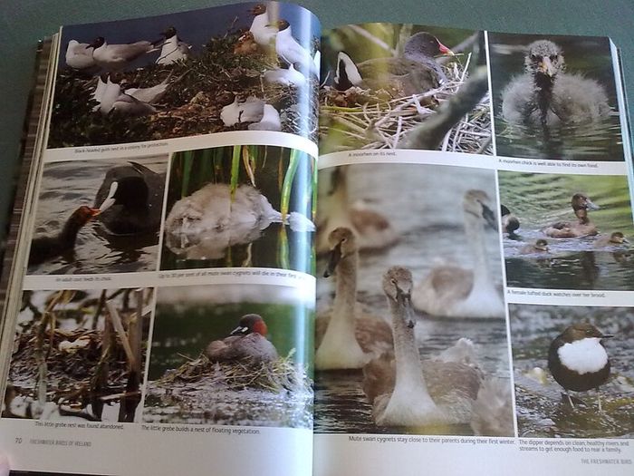 Fresh water birds of Ireland Irish