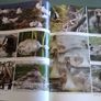 Fresh water birds of Ireland Irish Image 9