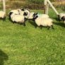 Mayo blackface ram lambs Image 5