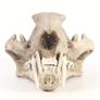 1/1 resin copy of a leopard skull. Image 2