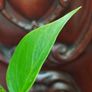 No.5 Monstera Green On Green Image 5